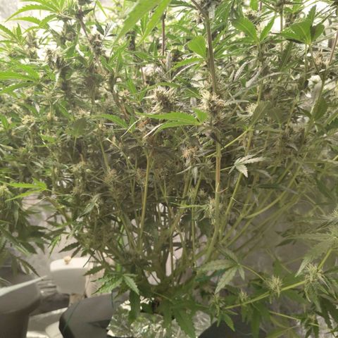 BBC #1 growlog timeline photo