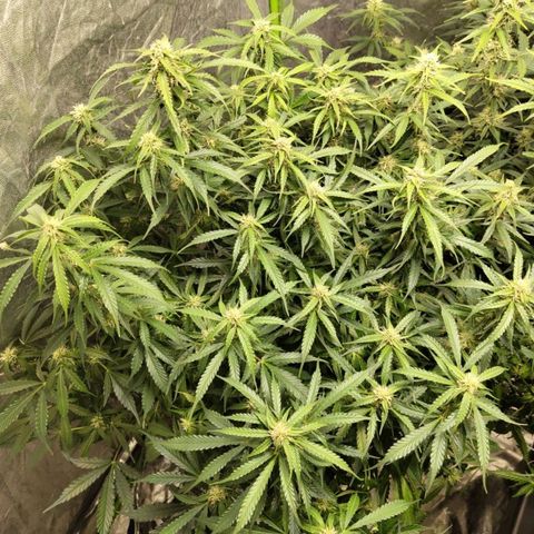 BBC #2 growlog photo: This ones starting to fatten up too. After def.