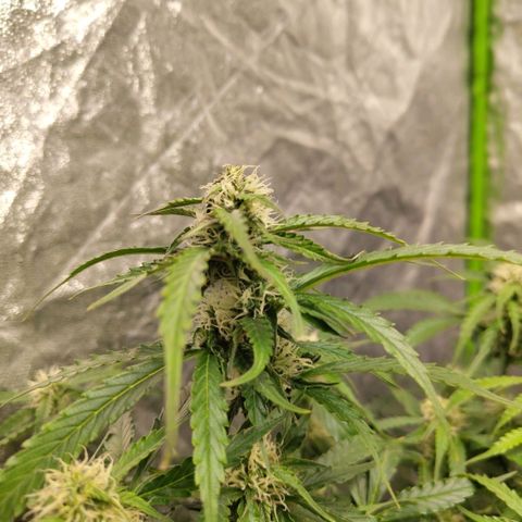 BBC #2 growlog photo: This ones starting to fatten up too. After def.
