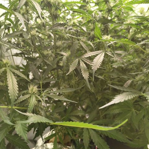 BBC #2 growlog photo: This ones starting to fatten up too. After def.