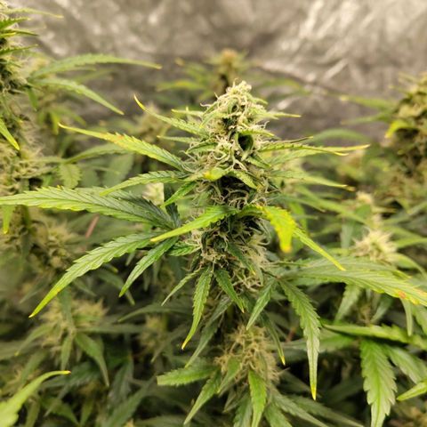 BBC #3 growlog timeline photo