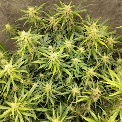 BBC #3 growlog timeline photo
