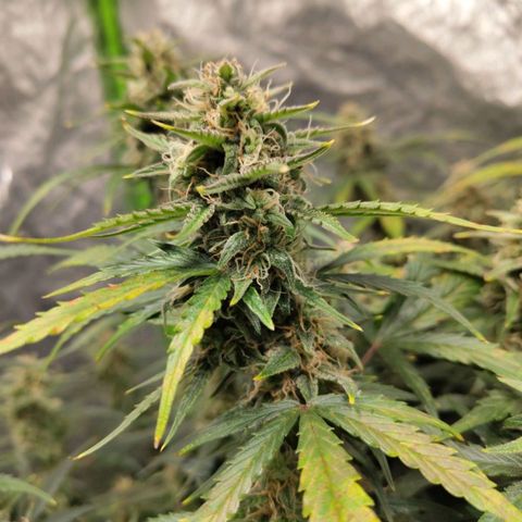 BBC #3 growlog timeline photo