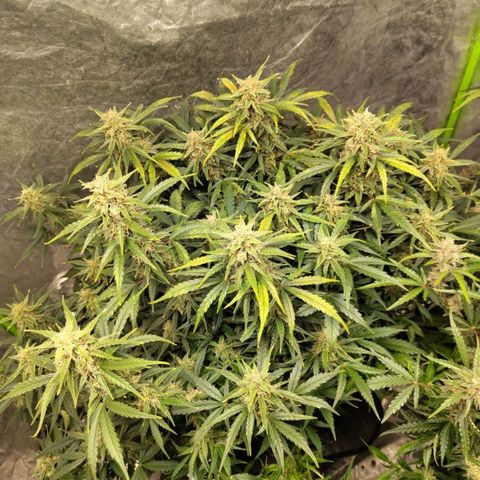 BBC #3 growlog timeline photo