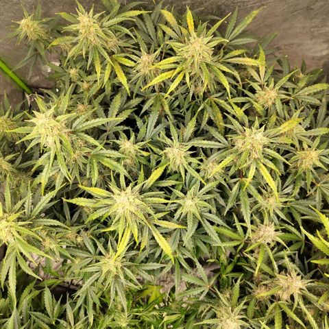 BBC #3 growlog timeline photo
