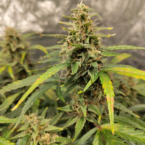 BBC #3 growlog timeline photo