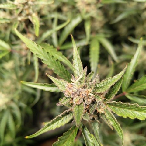 BBC #1 growlog timeline photo