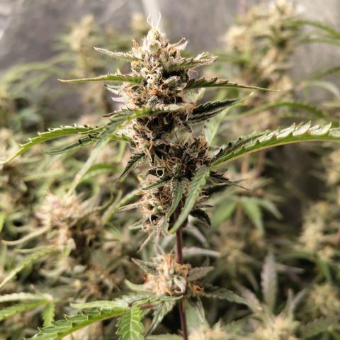 BBC #1 growlog timeline photo