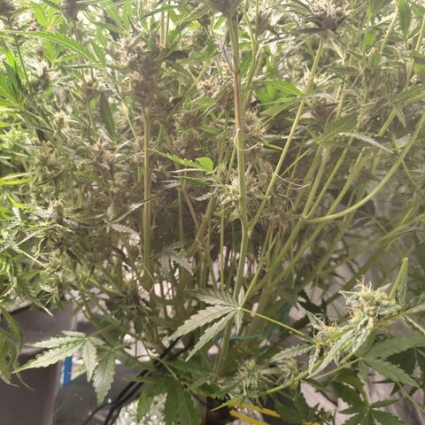 BBC #1 growlog timeline photo
