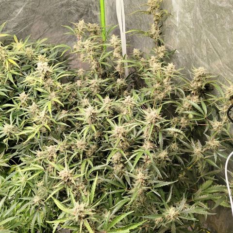BBC #1 growlog timeline photo