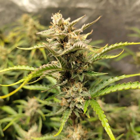 BBC #1 growlog timeline photo