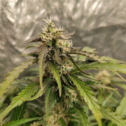BBC #2 growlog timeline photo