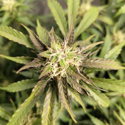 BBC #2 growlog timeline photo