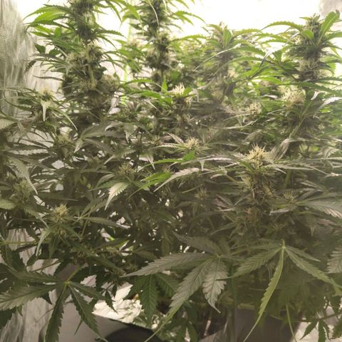 BBC #2 growlog timeline photo