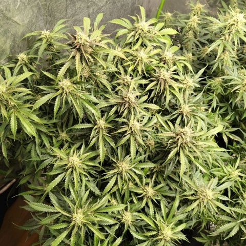 BBC #2 growlog timeline photo