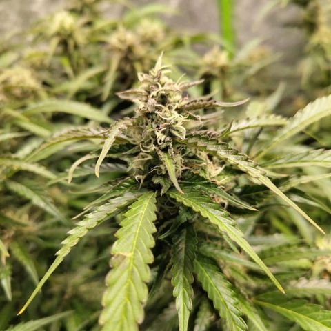 BBC #2 growlog timeline photo