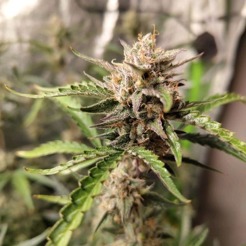 BBC #1 growlog timeline photo