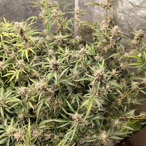 BBC #1 growlog timeline photo