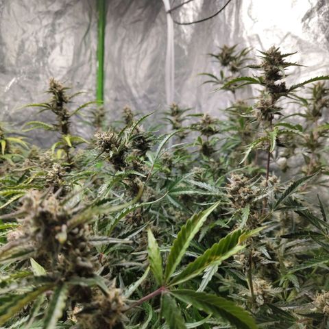 BBC #1 growlog timeline photo