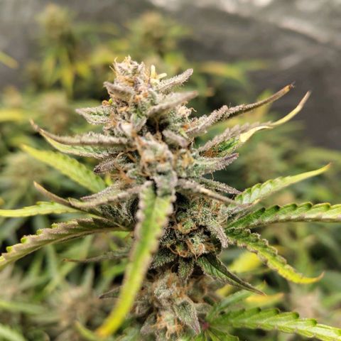 BBC #1 growlog timeline photo
