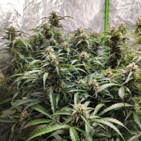 BBC #2 growlog timeline photo