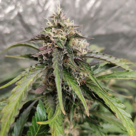 BBC #2 growlog timeline photo