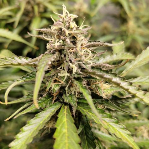 BBC #2 growlog timeline photo