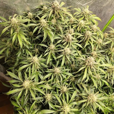 BBC #2 growlog timeline photo