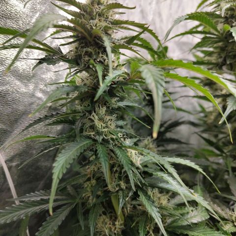 BBC #2 growlog photo: Thicc
