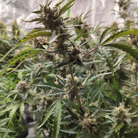 BBC #1 growlog photo: Lollipoppy