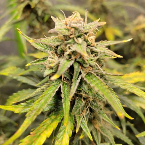 BBC #3 growlog timeline photo