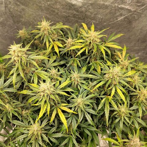 BBC #3 growlog timeline photo