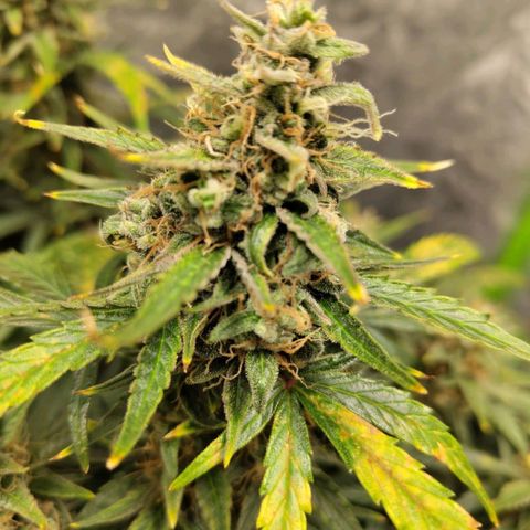 BBC #3 growlog timeline photo
