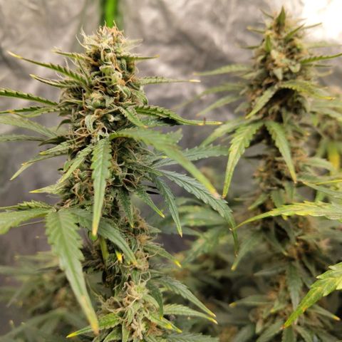 BBC #3 growlog timeline photo