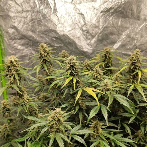BBC #3 growlog timeline photo
