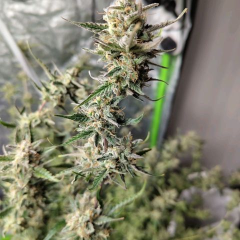 BBC #1 growlog photo: Harvest time