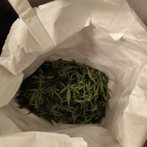 BBC #1 growlog photo: Harvest time