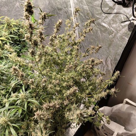BBC #1 growlog photo: Harvest time
