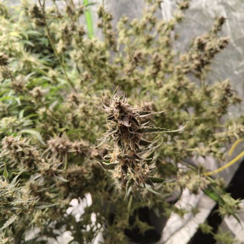 BBC #1 growlog photo: Harvest time