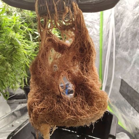 BBC #1 growlog photo: Final roots