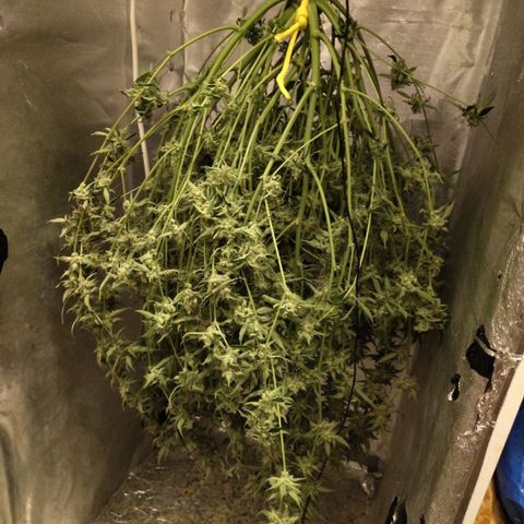 BBC #1 growlog timeline photo