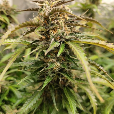BBC #2 growlog timeline photo