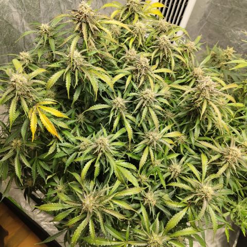 BBC #2 growlog timeline photo