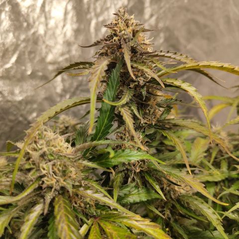 BBC #2 growlog timeline photo
