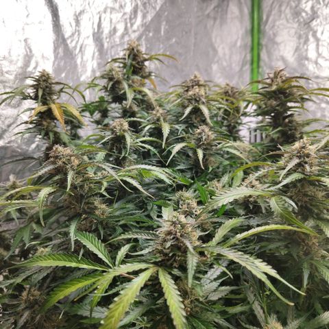 BBC #2 growlog timeline photo