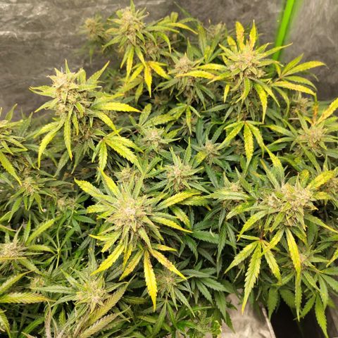 BBC #3 growlog timeline photo