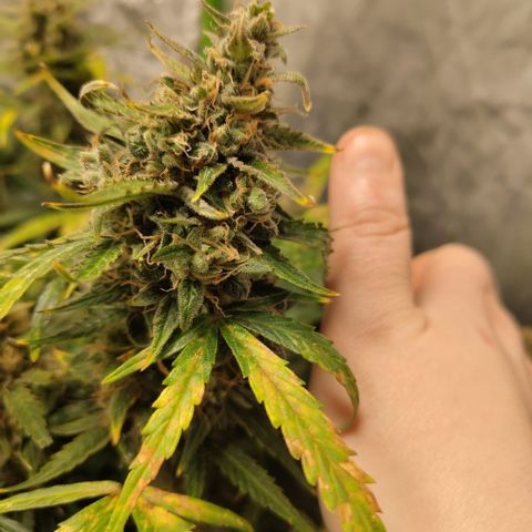 BBC #3 growlog timeline photo