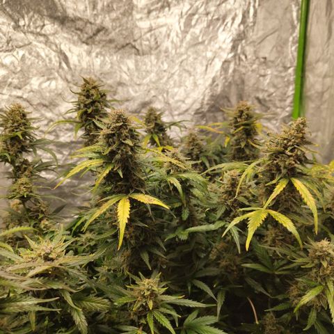 BBC #3 growlog timeline photo