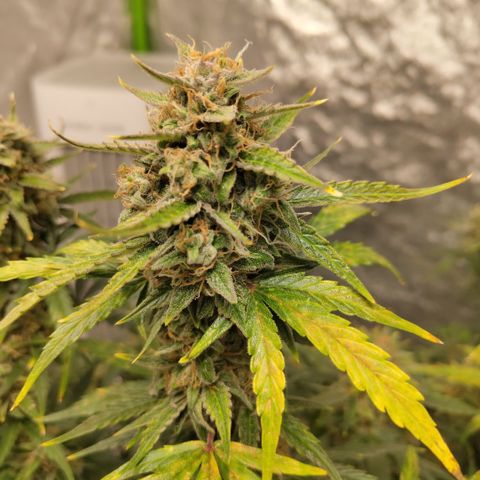 BBC #3 growlog timeline photo