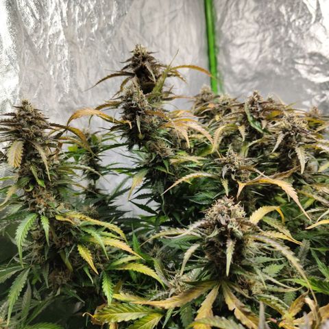 BBC #2 growlog timeline photo